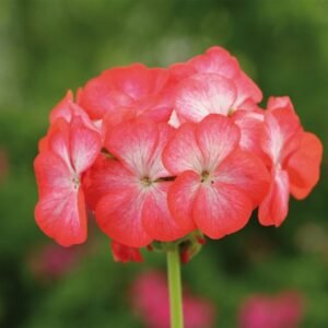 Geranium Horizon F1 Hybrid Divas Red Picotee Seeds