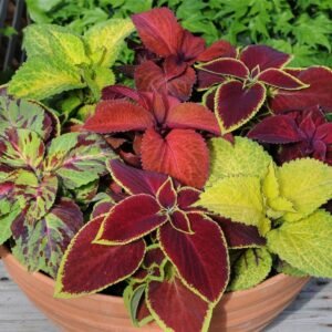 Coleus Wizard Merlin Mix Seeds