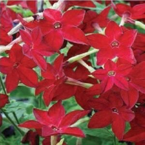 Nicotiana Cuba F1 Hybrid Bright Red Seeds- Reduced due to short date