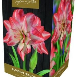 Taylors - Amaryllis Bulb Gift Pack - Blossom Peacock- Pink with White Flower