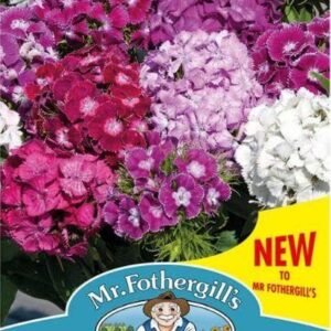 Mr Fothergills Dianthus Hollandia Mix 100 Seeds