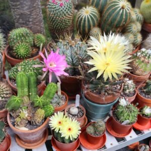Cactus The Collectors Flowering Mix Seeds