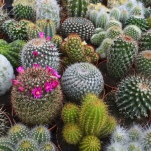 Cactus - Ultimate Mix - 40 Seeds