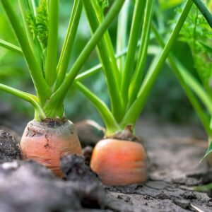 Kings Seeds Carrot Marion F1 500 Seeds