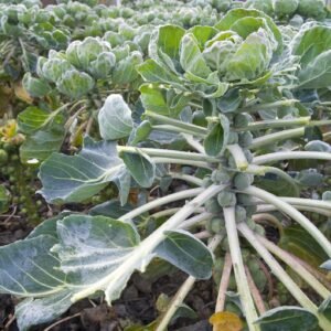 Brussels Sprout Long Island Seeds
