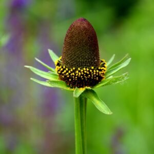 Rudbeckia occidentalis Green Wizard Seeds