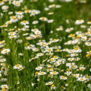 Suffolk Herbs Chamomile Lawn 1000 Seeds