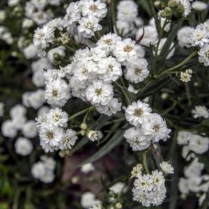Achillea ptarmica Ballerina Seed Seeds