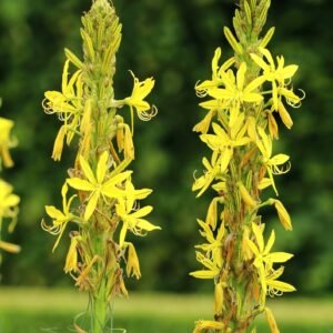 Asphodeline Yellow Candle Seeds