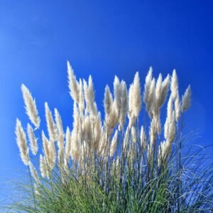 Pampas Grass Pink Feather Cortaderia Selloana Seeds