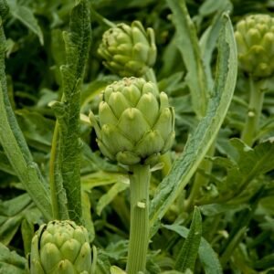 Franchi Seeds of Italy Artichoke Green Globe Seeds