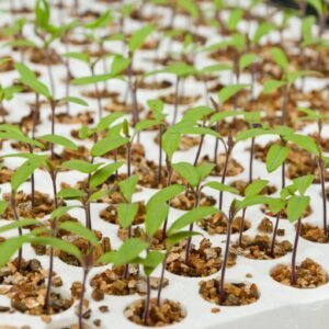 Tomato Rootstock Estamino Seeds