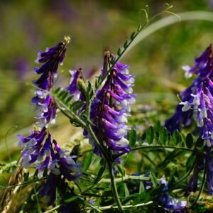 Green Manure Overwinter Nitrogen Fixing Rye Vetch Mix Seeds