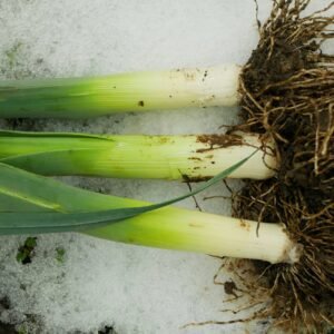 Leek Giant Winter Seeds