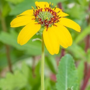 Berlandiera Choco Prince Seeds