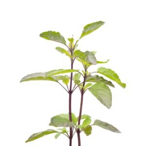 Basil Holy Red Seed Ocimum sanctum