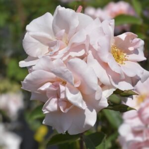 Rose polyantha Angel Rose Seeds
