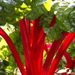 Beet Leaf Rhubarb Chard Seeds