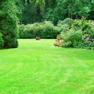 High Quality Lawn Grass Seed - Hard Wearing - Rapid Establishing