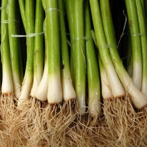 Kings Seeds Onion Spring Ishikura RHS AGM 300 Seeds