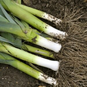 Kings Seeds Leek Blue Solaise 225 Seeds