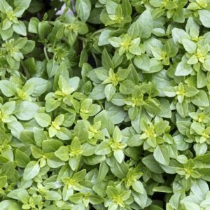 Organic Herb Basil Greek Seeds