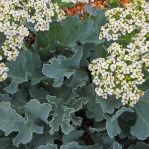 Salad Sea Kale Seeds