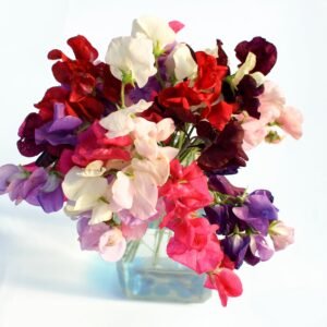 Sweet Pea Royal Mix Seeds