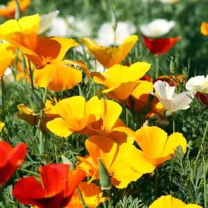 Franchi - 319-1 - Escolzia di california - Californian Poppy - Seeds