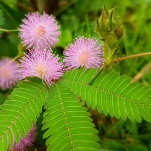 Franchi Seeds of Italy - Flower - FDBF_S 336-50 - Minosa Pudica Acaciao - Sensitive Plant - Seeds