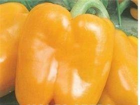 JustSeed - Pepper - Golden Californian Wonder - 15 Seeds - Economy Size