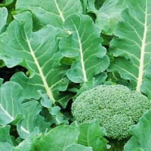 Organic Calabrese Fiesta F1 Hybrid Seeds