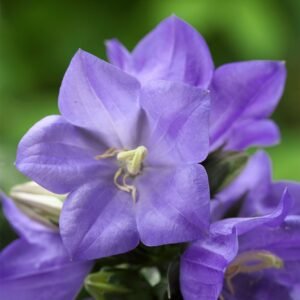 Campanula Takion Blue F1 Hybrid Pelleted Seeds