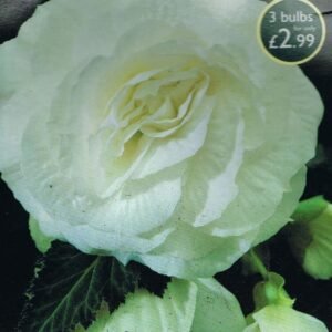 Taylors Double Begonia - White - 3 Tubers - Pots and Borders