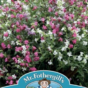 Mr Fothergills - Flower - Silene - Sibella Mix (Trailing) - 20 Seeds