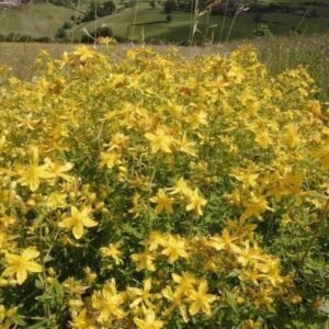 Wild Flower Hairy St John's Wort Hypericum hirsutum Seeds