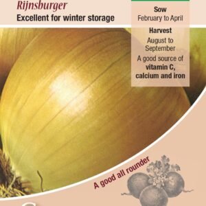 Kings Seeds  Onion Rijnsburger Seeds