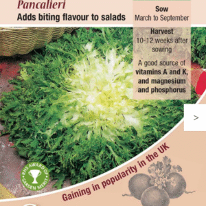 Kings Seeds Endive Pancalieri RHS AGM 750 Seeds