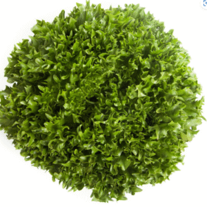 Lettuce Incised Leaf Salanova Extranet RZ Untreated Seeds