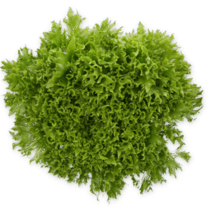 Lettuce Salanova Exira RZ (79-IN1114) Knox Seed