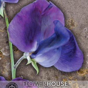 Thompson & Morgan Kew Flower Sweet Pea Lathyrus King Size Royal Navy Dark Blue - 25 Seeds