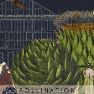 Thompson & Morgan Kew Pollinators Vegetable Globe Artichoke - 40 Seeds