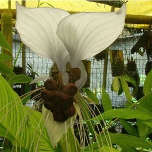Tacca chantrieri - Nivea - White Bat Plant Seed