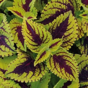 Coleus Kong Lime Sprite Seeds