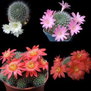 Cactus - Rebutia mix Seed