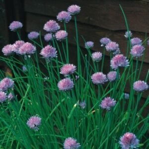 Organic Herb Chives Seeds