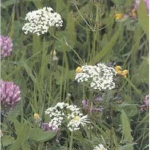 Wild Flower Pignut Conopodium majus Seeds