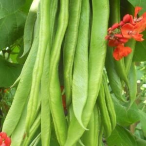Runner Bean Firestorm Seed