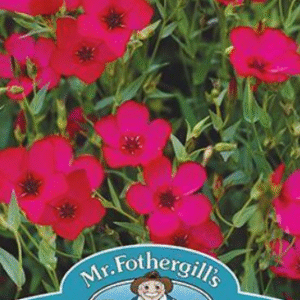 Mr Fothergills Flax (Linum) Scarlet Seeds