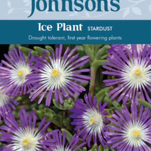 Johnsons Seeds - Flower - Ice Plant - Stardust Seeds